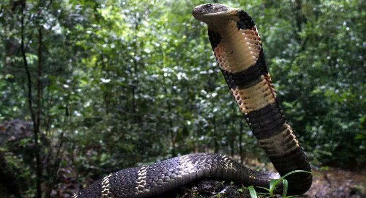 Собака в Индии спасла детей от трехметровой змеи, как это случилось, невероятные истории из жизни, интересности, курьезы