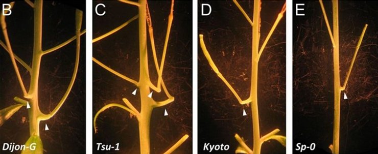 Сорняк Резуховидка Таля