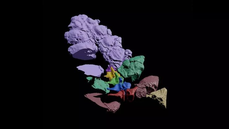 хвіст, реконструкція, фото