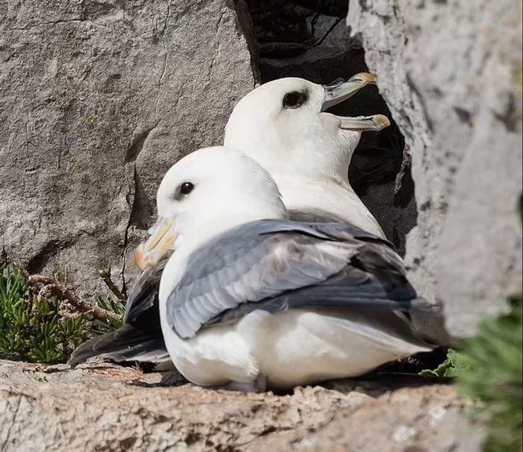 Буревісники , Буревісники , птах Буревісник