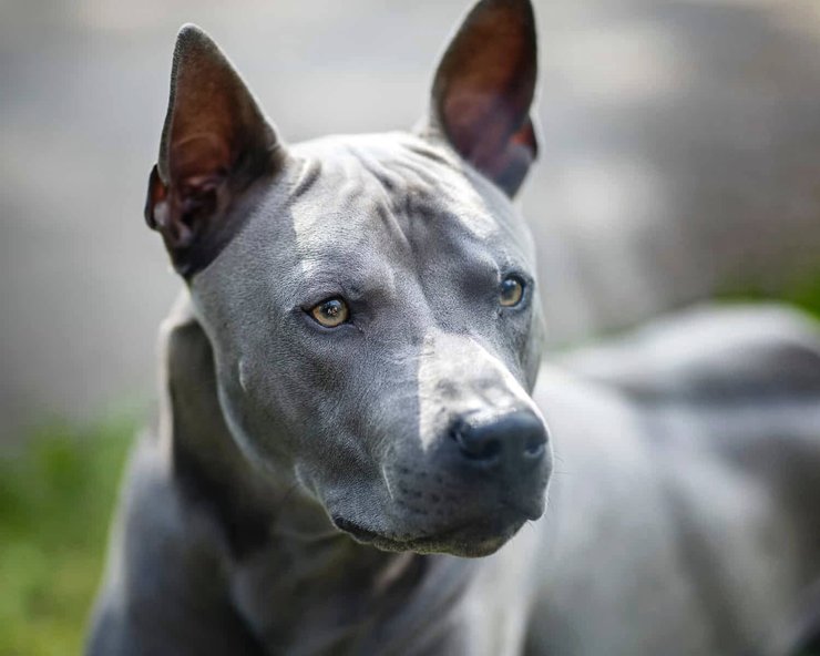 красивая порода собак