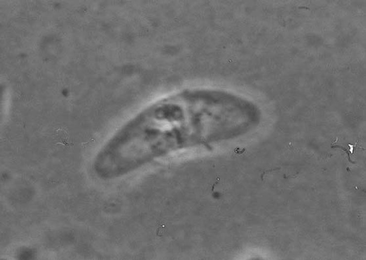 паразит, простейший организм