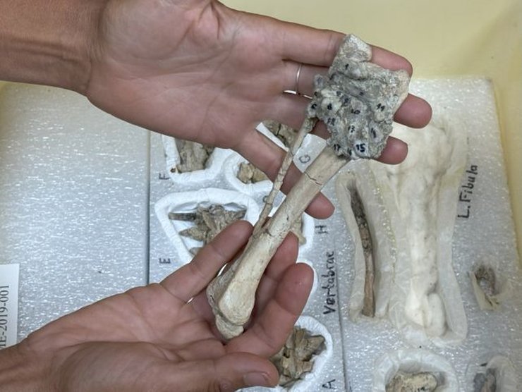 завацефал кости