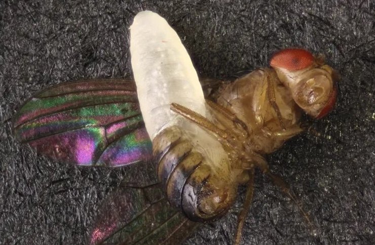 оса паразит мушка