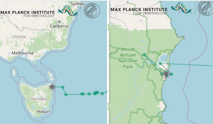 полет веретенника карта