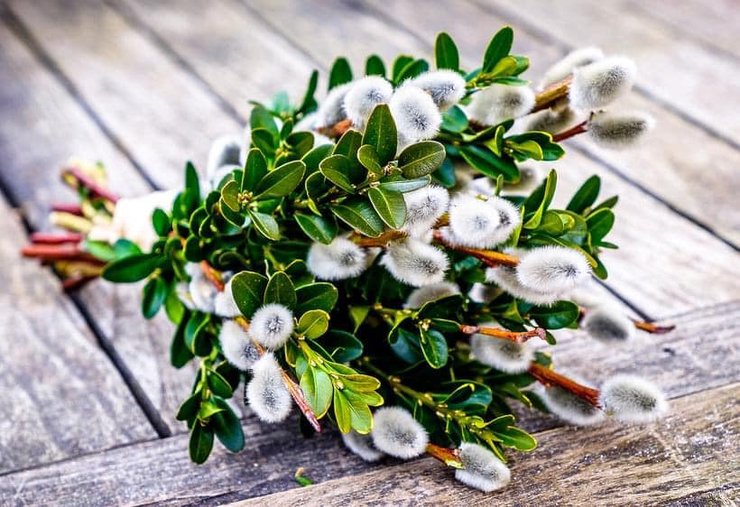 вербное воскресенье 2025, вербное воскресенье 2025 по новому календарю, вербное воскресенье 2025 католическое, вербное воскресенье 2025 по старому стилю, когда праздновать вербное воскресенье, что это за праздник вербное воскресенье