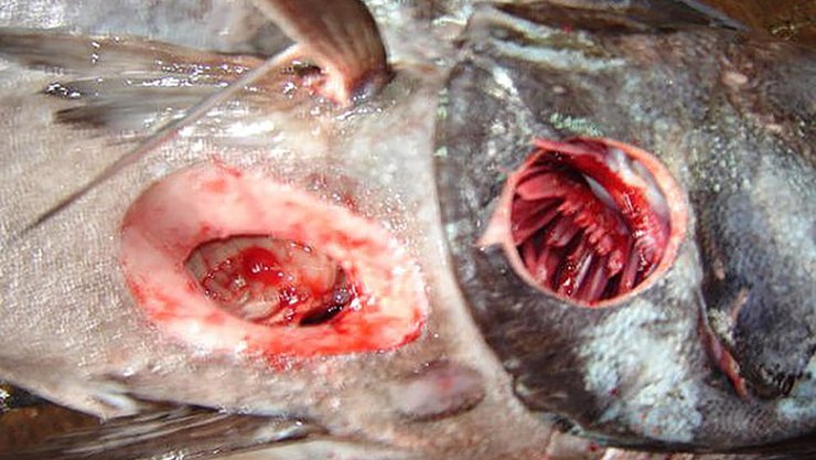 Раны, которые оставляют резаки,