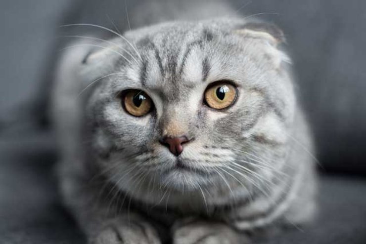 Шотландская вислоухая