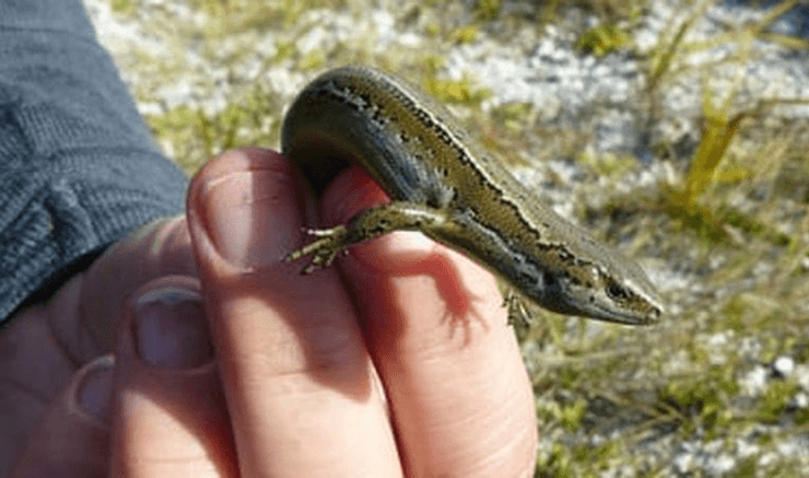 Самец горностая, хищник, сцинковые ящерицы, редкие животные, попугай, который не может летать, заповедник, остров, биозащита