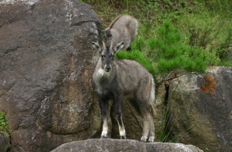 длиннохвостый горал