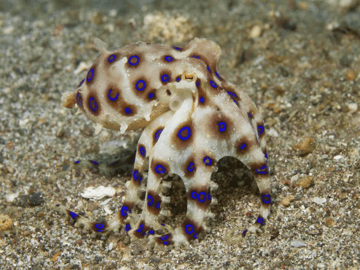 блакинокільчатий восьминіг