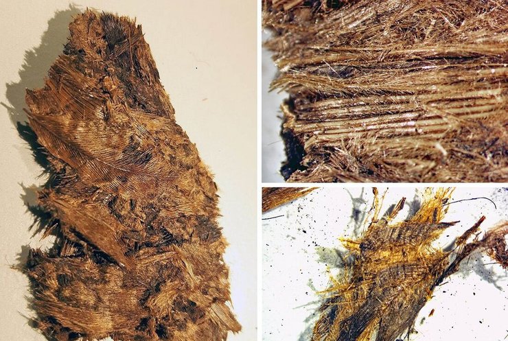 перья, фото, грязь, птица