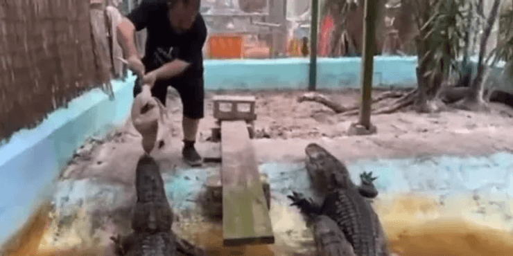 Крокодилы во Флориде