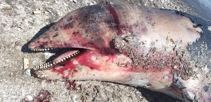 Морская свинья, Черное море, фото