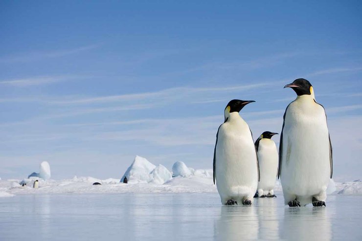 імператорський пінгвін, сніг, фото