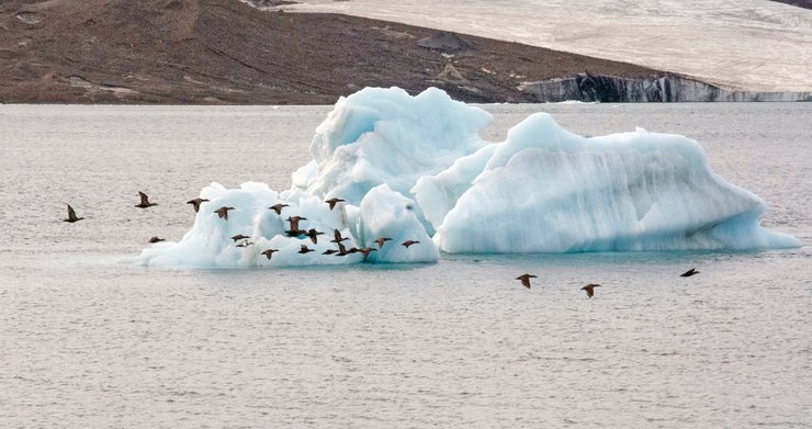 птицы в Арктике, антидепрессанты в животных, проблемы экологии, загрязнение окружающей среды, айсберг