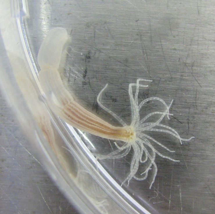 Актиния, Nematostella vectensis