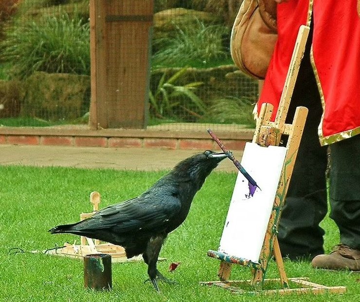 ворон картини