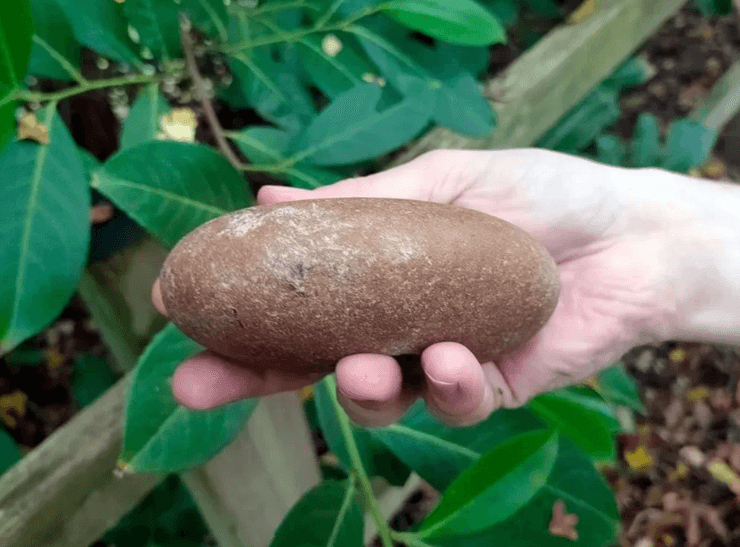 каменный век, мезолит, исследование, археология, находка, каменный топор, древние люди, англия, англия находка, мезолитическая топор, головка булавы, булава, каменное орудие, ров, раскопки