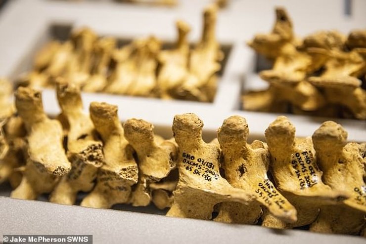 хребет, вікінг, спис