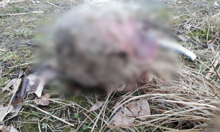 Киев, Днепр, голова