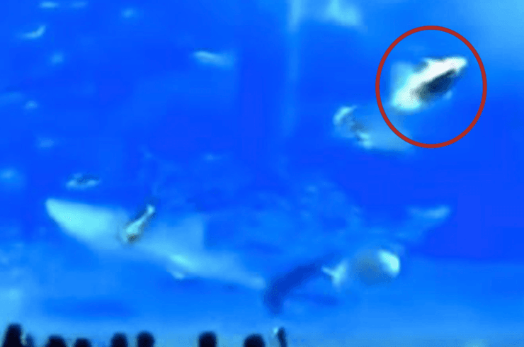 Тунець в океанаріумі