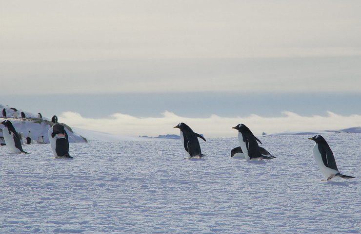 Антарктида, атмосферное явление, Академик Вернадский