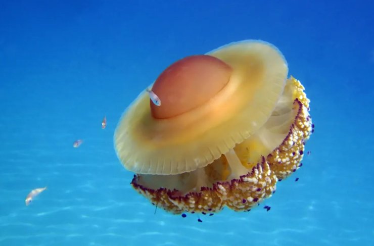 медуза яйцо