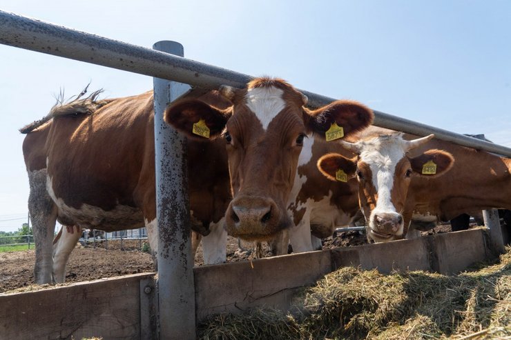 Зростання цін на сире молоко в Україні зумовлене високим попитом на сировину