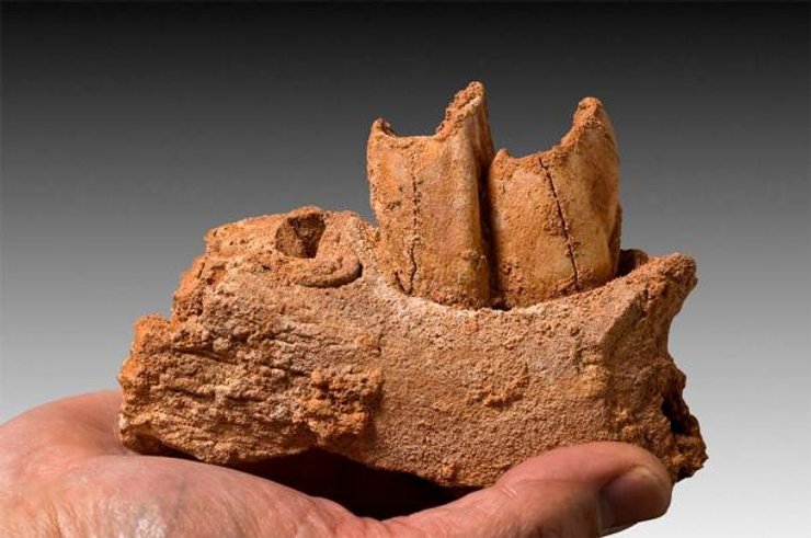 Неандертальцы, древние люди, зубная эмаль, стратегии выживания, химический состав, изотопы стронция, географическое расположение, наука и археология, плотность населения, виды-жертвы, образ жизни, модели поведения, исследования, древние люди