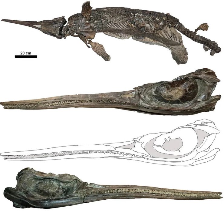 ихтиозавр Xiphodracon goldencapsis