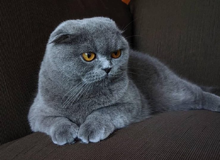 Шотландская вислоухая