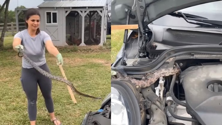 Змея, женщина, автомобиль