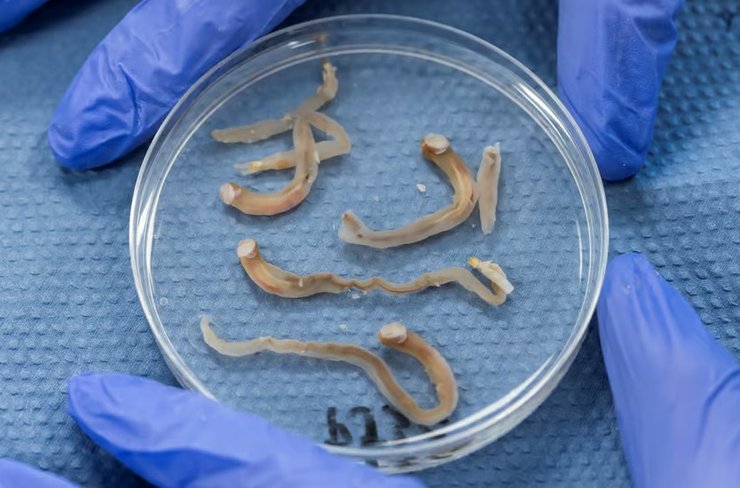 молюск черв'як