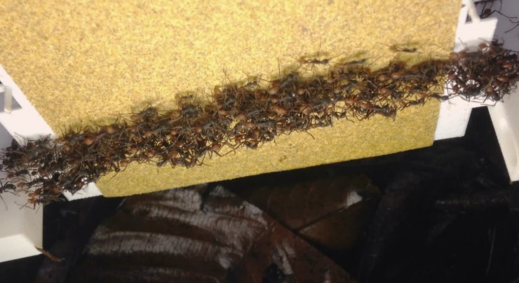 муравьи, колонии