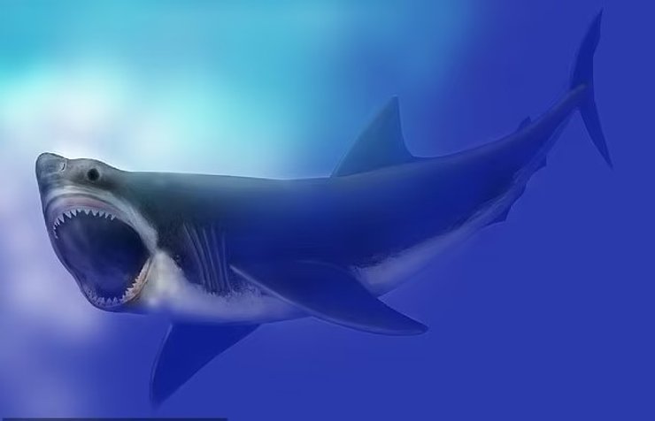 мегалодон акула
