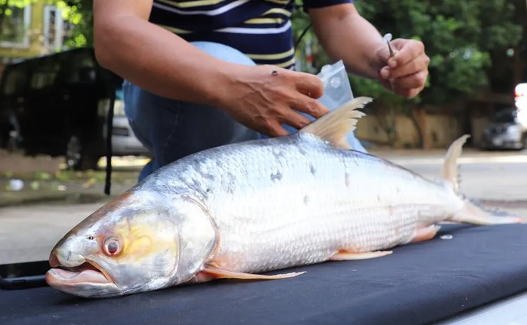 Странная рыбалка, рыбалка, лососевый карп, карп из Меконга, рыба-призрак, тело