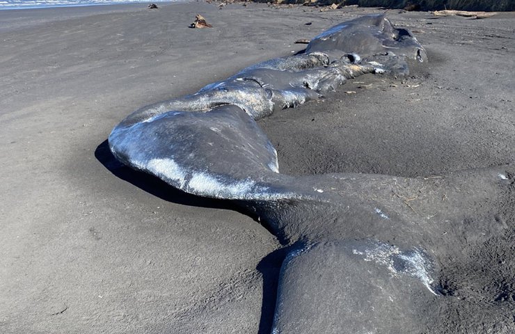 Кит, що викинувся на берег