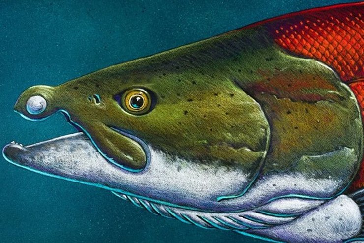 стародавній лосось