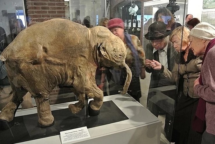 мамонтенок люба