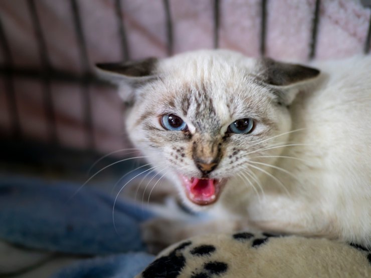 Если кошка шипит или рычит, лучше ее в этот момент не трогать