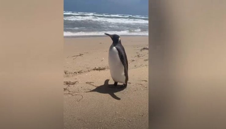 королевский пингвин австралия