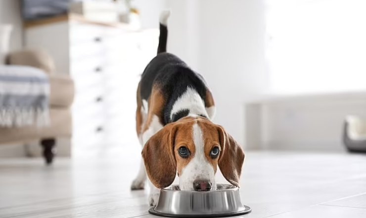 собака, їжа