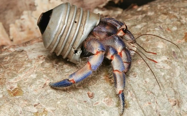 кработшельник цоколь