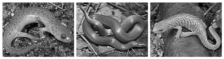 змеи, кожа змей