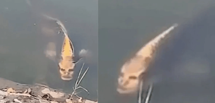 Риба, риба з обличчям людини, риба з "людським обличчям", лякає людей, соцмережі, незвичайна тварина, риба в озері, вірусне відео