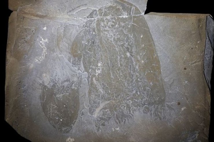 медуза скам'янілість