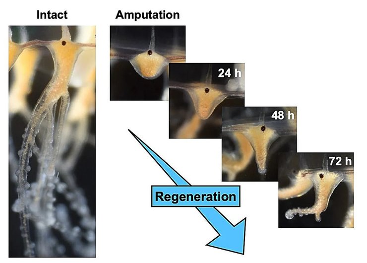 медуза щупальца