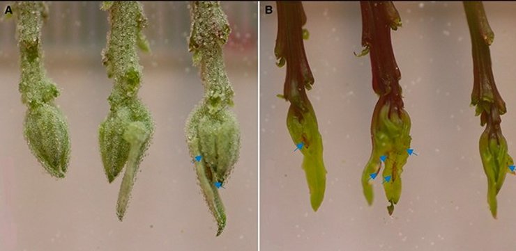 пузырьки растения
