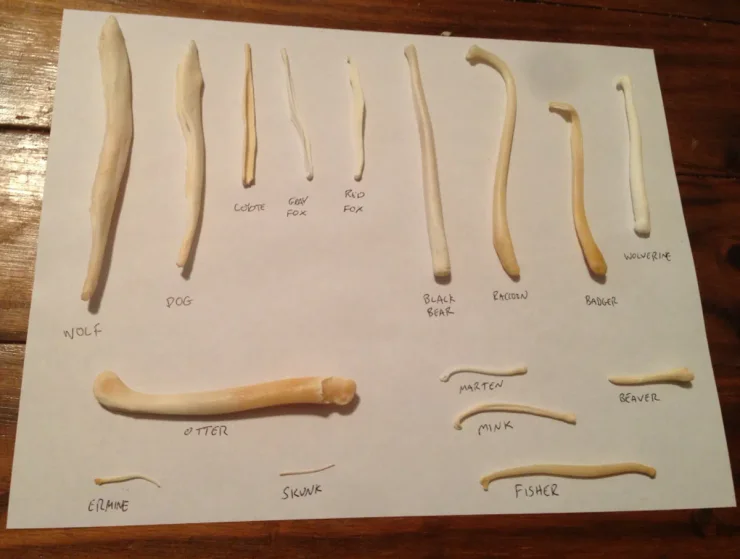 бакулюм кости скелет пенис